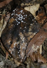 Gloiocephala