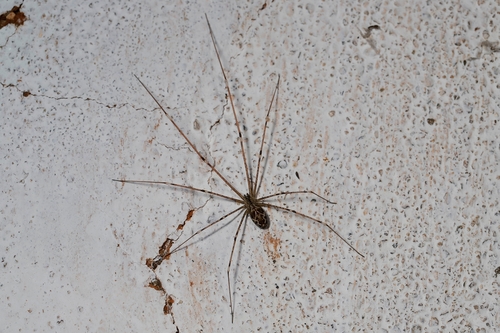 Marbled Cellar Spider