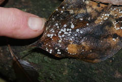 Gloiocephala
