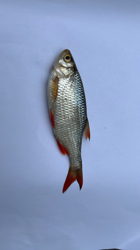 Common Rudd