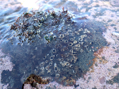 Dodecaceria fewkesi