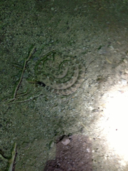 Crotalus cerastes laterorepens