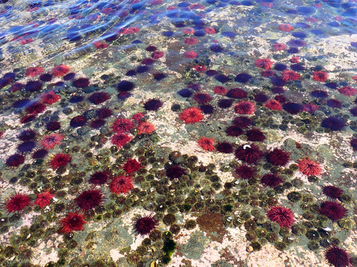 Red Sea Urchin, Comox-Strathcona, British Columbia, Canada, photo 10 of 10
