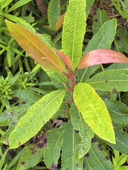 Laurophyllus capensis, photograph author not stated, no rights reserved