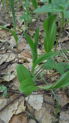 Polygonatum humile
