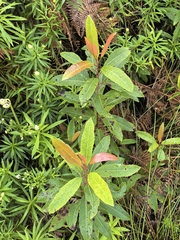Laurophyllus capensis, photograph author not stated, no rights reserved