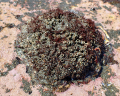 Dodecaceria fewkesi