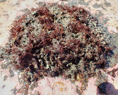 Dodecaceria fewkesi