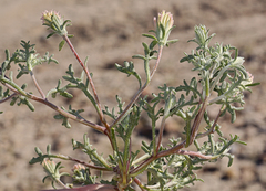 Chaenactis macrantha