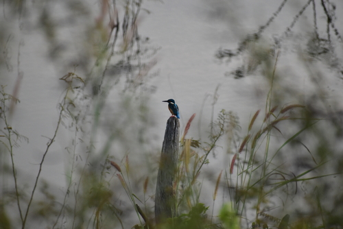 Common Kingfisher