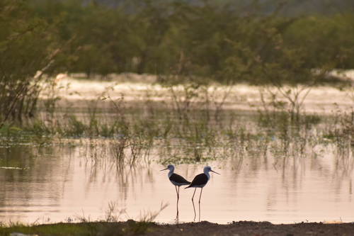 Black-winged Stilt