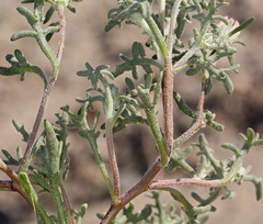 Chaenactis macrantha