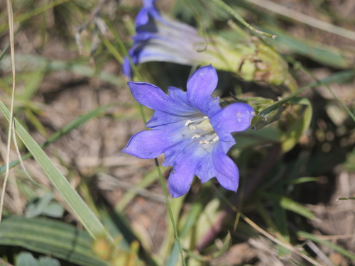 Gentiana dahurica