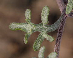 Chaenactis macrantha