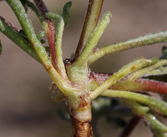 Chaenactis macrantha