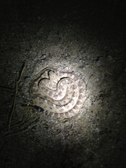 Crotalus cerastes laterorepens