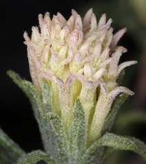 Chaenactis macrantha