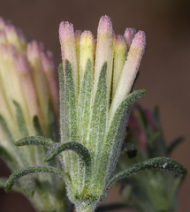 Chaenactis macrantha