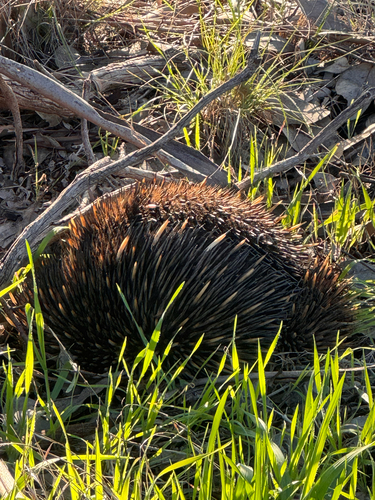 Short-beaked Echidna