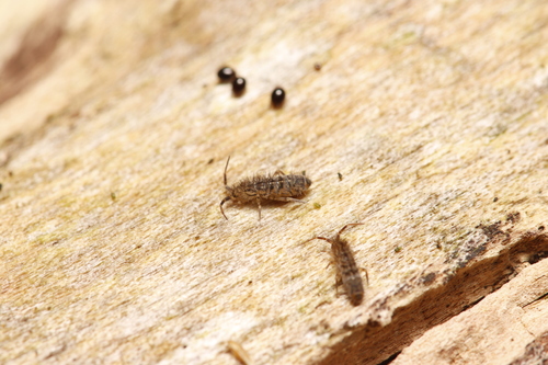 Shaggy Springtail, Wieringerwerf, Nederland, photo 7 of 10