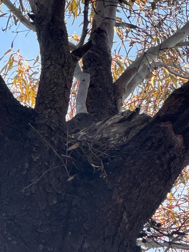Tawny Frogmouth