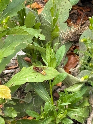 European Hornet