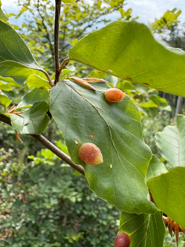 Beech Gall Midge