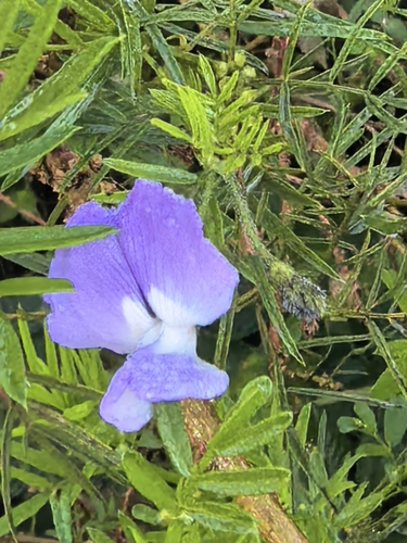 Psoralea arborea, photograph 1