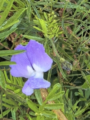 Psoralea arborea