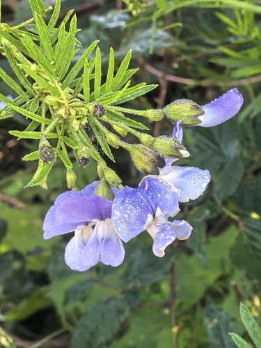 Psoralea arborea, photograph 2