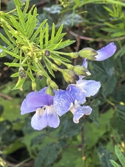 Psoralea arborea, photograph author not stated, no rights reserved