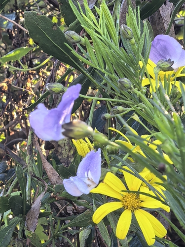 Psoralea arborea, photograph 3