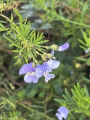 Psoralea arborea, photograph author not stated, no rights reserved