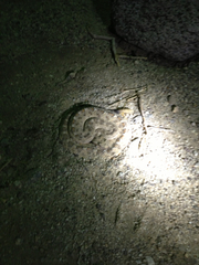 Crotalus cerastes laterorepens