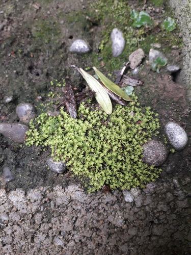 Fissidens megalotis, 2026-08-27