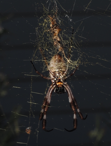 Australian Golden Orbweaver