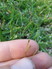 Rhynchospora pusilla