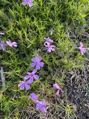 Phlox subulata