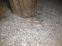 Crotalus cerastes laterorepens