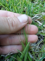 Rhynchospora pusilla