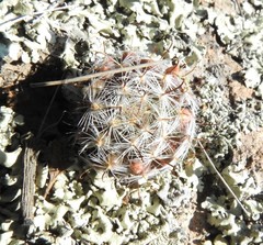 Mammillaria gilensis