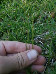 Rhynchospora pusilla