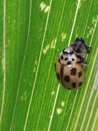 Fourteen-spotted Lady Beetle