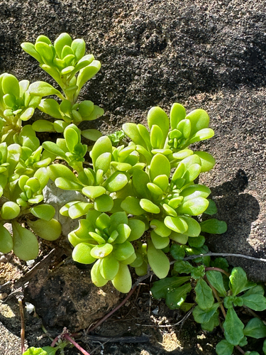 Sedum formosanum observed 2026-08-27