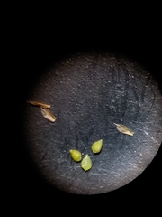 Rhynchospora pusilla