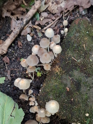 Trooping Crumble Cap