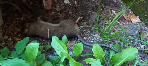 Brown Rat