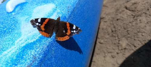 Red Admiral