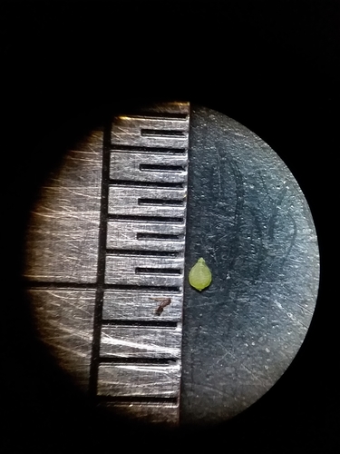 Image of Rhynchospora pusilla by (c) Will McFarland, some rights reserved (CC BY)