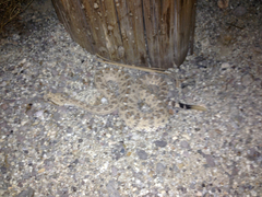 Crotalus cerastes laterorepens